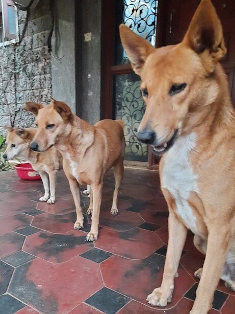 Clover, Rambo and Ditsy the streeties who are team survivor